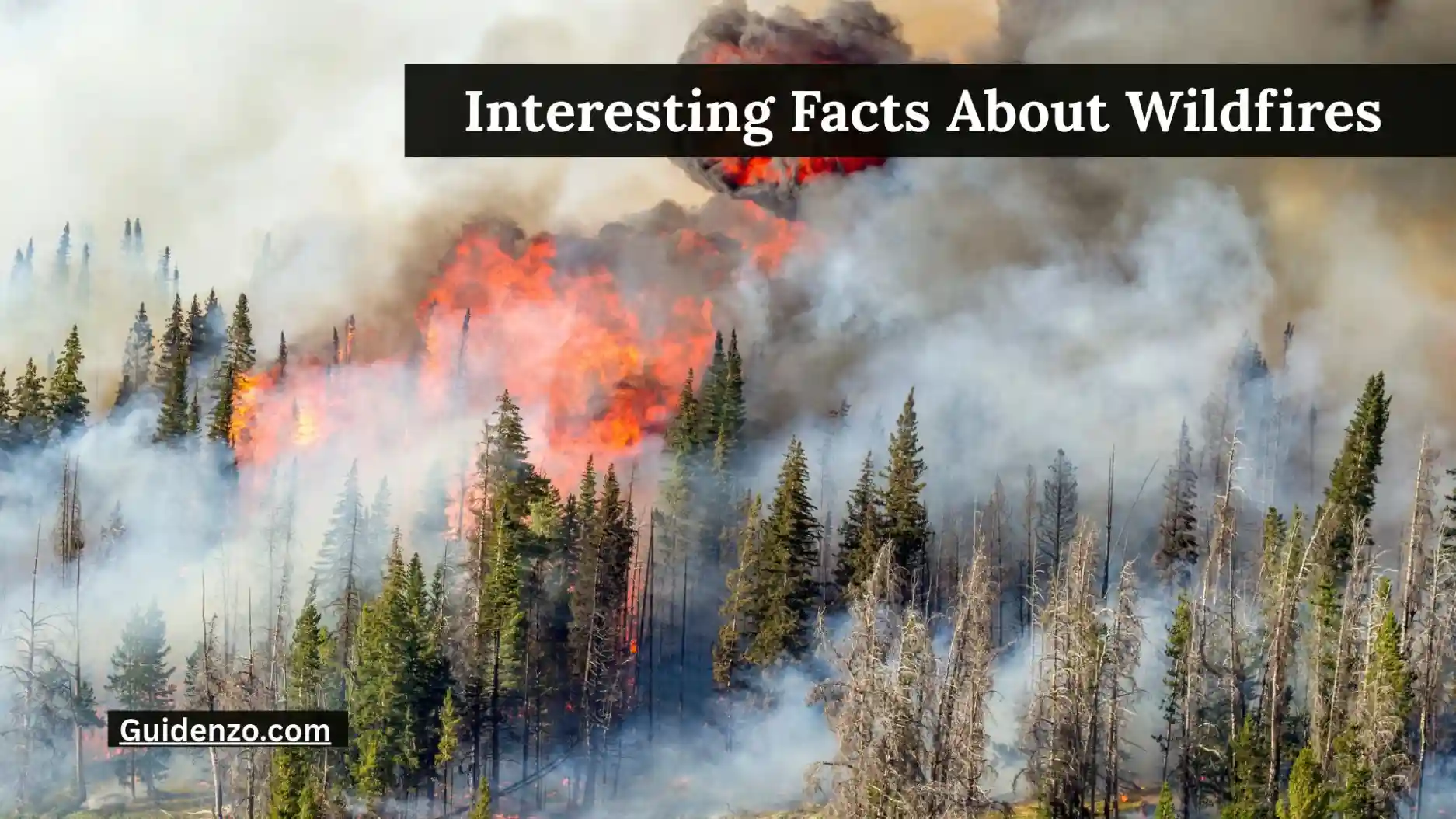 30+ Interesting Facts About Wildfires That Reveal the Power of Nature