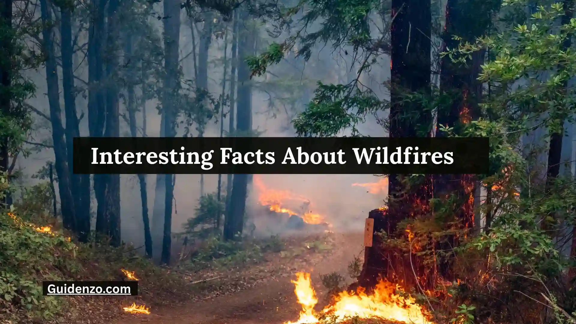29+ Interesting Facts About Wildfires: Causes, Science, History, and Why They Matter